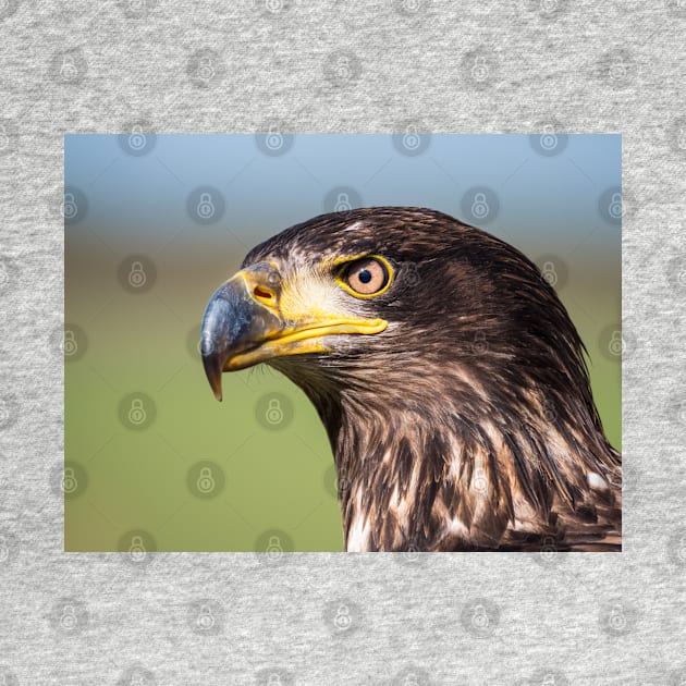 Close-up of an immature American bald eagle by Dolfilms